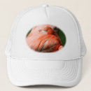 Recherche de plumes casquettes Animal