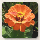 Recherche de zinnia dessous de verres Jolie