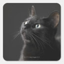 Recherche de museau autocollants Animaux domestiques