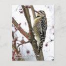 Recherche de pic photographie Faune