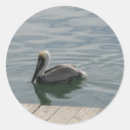 Recherche de pélican autocollants Animal