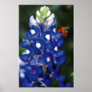 Recherche de multi région posters Bluebonnet