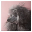 Recherche de chien carreaux Animaux domestiques