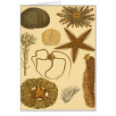 Suche nach vintage quallen postkarten Sandkrug