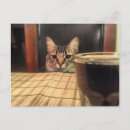 Suche nach lustiges katzen foto postkarten Kätzchen
