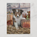 Suche nach sheltie postkarten Kaninchen