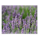 Recherche de pollinisation posters Fleurs