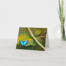Recherche de papillon bleu morpho vœux cartes Nature