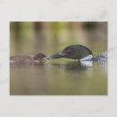 Recherche de poussin cartes postales Bébé