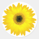Suche nach gerbera aufkleber Gelb