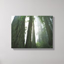 Suche nach redwood leinwandbilder Nebel