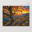 Recherche de hêtre cartes postales Arbre