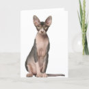Recherche de chat de sphynx vœux cartes Amoureux de les chats