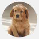 Recherche de yeux de chien autocollants Dog