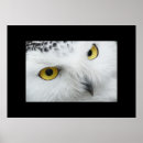 Recherche de hibou posters Nature
