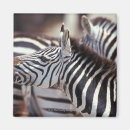 Suche nach zebras magnete Tag