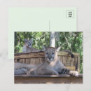Suche nach cougar postkarten Panther