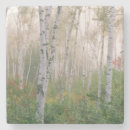 Recherche de bouleaux dessous de verres Automne