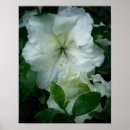 Suche nach azalee poster Natur