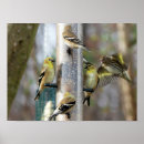 Suche nach wintervögel poster Vogelvogel