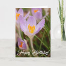 Recherche de crocus anniversaire cartes Fleurs