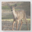 Suche nach weißer schwanz untersetzer Tierwelt