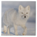 Suche nach fuchs fliesen Hund