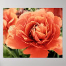 Recherche de ranunculus posters Orange
