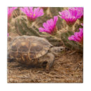 Suche nach krankheit fliesen Höhnisch