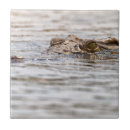 Recherche de crocodile carreaux Faune