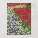 Suche nach keukenhof gärten postkarten Bunt