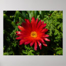 Suche nach eis pflanze poster Blume