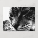 Suche nach katzenbilder poster Tiere