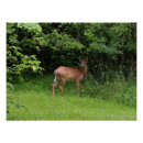 Recherche de cerf posters Photographie