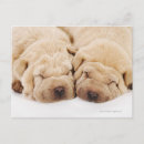 Suche nach shar pei postkarten Haustiere