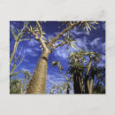 Recherche de épineux cartes postales Nature