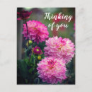 Suche nach denken sie rosa postkarten Blume