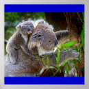 Suche nach liebe australien poster Koala