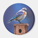 Recherche de femelle magnets Peinture