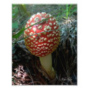 Suche nach rote pilze poster Wald