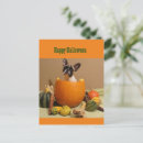 Suche nach lustiges halloween postkarten Kürbis