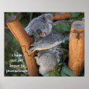 Recherche de koala drôle posters Mignon