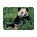 Recherche de géants magnets Environnement