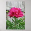 Suche nach rosa pfingstrosen poster Blumen