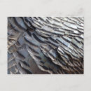 Recherche de dinde sauvage cartes postales Turquie