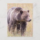 Suche nach yellowstone park postkarten Tragen