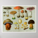Recherche de fungi posters Antique