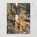 Suche nach kaninchen foto postkarten Reinrassig