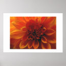 Recherche de fleur de dahlia posters Orange