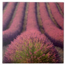 Suche nach lavendelfelder fliesen Blume